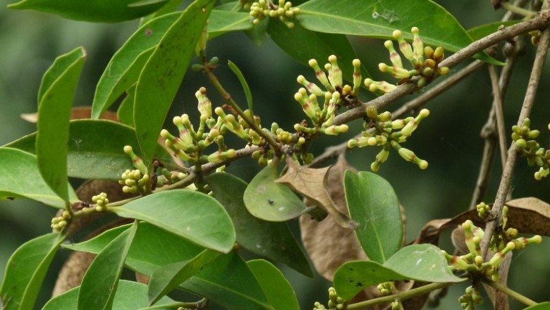 Cây Ðại quản hoa Nam Bộ. Macrosolen cochichinensis - Cây Thuốc Nam Quanh Ta